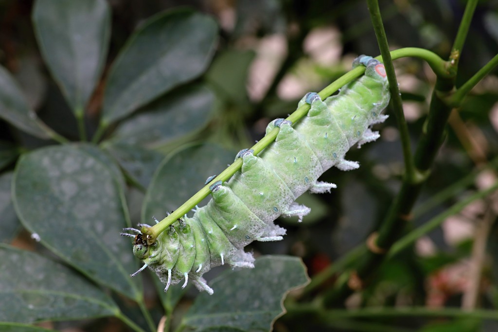 vlinder vlinders hdr insect insecten nederland uitheems Lepidoptera rups rupsen vlindertuin natuur
